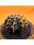 Gymnocalycium Mihanovichii 6,5 cm Boyutunda Özel Tür Kaktüs 3