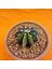 Gymnocalycium Sepia 4,5 cm Özel Tür Kaktüs 2