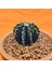 Gymnocalycium Sepia 4,5 cm Özel Tür Kaktüs 3