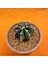 Gymnocalycium Sepia 5 cm Özel Tür Kaktüs 2