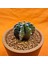 Gymnocalycium Sepia 5 cm Özel Tür Kaktüs 3