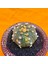 Astrophytum Asterias 5,5 cm Boyutunda Özel Tür Kaktüs 2
