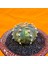 Astrophytum Asterias 5,5 cm Boyutunda Özel Tür Kaktüs 3
