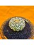 Astrophytum V-Cactus 5 cm Boyutunda Özel Tür Kaktüs 2