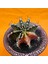 Gymnocalycium Mihanovichii 7 cm Boyutunda Özel Tür Kaktüs 2