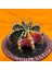 Gymnocalycium Mihanovichii 7 cm Boyutunda Özel Tür Kaktüs 3
