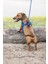 Köpek Göğüs Tasması, Neopren, Mavi, Xs, 30-35CM Lzwdr 5