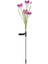 Dış Mekan Güneş Enerjili LED Işıklı Lilyum Zambak 40CM Pembe 1