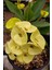Sarı Euphorbia Milii Dikenli Çiçek 20-30 cm Saksıda Canlı Bitki 1