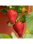 31 Adet Çilek Fidesi, Kokulu, 1 Inç Sınıf Açık Kökte 1