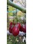 Ravdaflora Tamarillo-Domates Ağacı Fidanı Saksıda 10-20 cm 3
