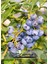 Verimli Yaban Mersini Çeşitleri, Saksılı, 40-60CM, 2 Adet, Tüplü Blueberry 1