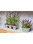 2 Adet Saksılı Tıbbi Lavanta, Lavandula Angustifolia, Doğal ve Ferahlatıcı Bitki Seti 3