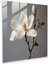 Zarif Güzellik - Magnolia Gerçekçi Fotoğrafçılık Ev Dekorasyonu Cam Tablo Baskı 1