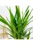 Saksıda Sağlıklı Yuka (Yucca) Palmiyesi, Ev ve Ofis Dekoru Için Harika Seçenek 1