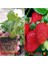 50 Adet Çiçekli Çilek Fidesi, Açık Köklü, Yeni Sezon 1