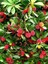 Kocayemiş Dağ Çileği Fidanı (Arbutus unedo) Saksıda, 20-40 cm - Türkiye İkliminde Dayanıklı ve Farklı Toprak Türlerine Uyumlu 2