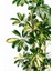 Schefflera Arboricola ‘variegata’ (Alacalı Cüce Şeflera) 100-120CM 1