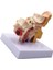 1.5x Insan Kulak Anatomisi Modeli - Eğitim Için Profesyonel Masaüstü Iç Kulak Yapısı Simülasyon Modeli (Yurt Dışından) 3