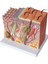 Cilt Modeli 50X Büyütülmüş Anatomik Cilt Modeli Anatomi Sınıf Çalışması Için Üç Boyutlu Cilt Modeli Ekran Öğretimi (Yurt Dışından) 4