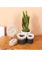 Mylamp Nevşehir Doğal Abaka 3 Lü Set Saksılık & Saklama Düzenleme 5