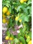 3 Yaş Aşılı Mayer Limon Fidanı 2