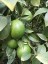 3 Yaş Aşılı Mayer Limon Fidanı 3