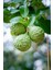 Kaffir Lime (Citrus Hystrix) – 100-120CM 1