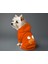 Kedi ve Köpek Kıyafeti & Elbisesi - Turuncu Hoodie Kuş 2