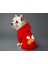 Kedi ve Köpek Kıyafeti & Elbisesi - Kırmızı Hoodie Vektör Kuş 2