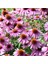 Şifalı Kırmızı Ekinezya Tohumu Echinacea Purpurea Immün Otu 1