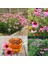 Şifalı Kırmızı Ekinezya Tohumu Echinacea Purpurea Immün Otu 2