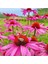 Şifalı Kırmızı Ekinezya Tohumu Echinacea Purpurea Immün Otu 3