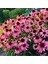 Şifalı Kırmızı Ekinezya Tohumu Echinacea Purpurea Immün Otu 4