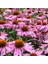 Şifalı Kırmızı Ekinezya Tohumu Echinacea Purpurea Immün Otu 5