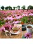Şifalı Kırmızı Ekinezya Tohumu Echinacea Purpurea Immün Otu 7
