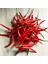 Cayenne Kırmızı Kıl Biber Tohumu Chili Pepper Çok Acı 1