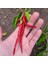 Cayenne Kırmızı Kıl Biber Tohumu Chili Pepper Çok Acı 4
