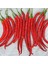 Cayenne Kırmızı Kıl Biber Tohumu Chili Pepper Çok Acı 6