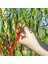 Cayenne Kırmızı Kıl Biber Tohumu Chili Pepper Çok Acı 7