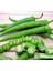 Tatlı Sivri Biber Tohumu Capsicum Annuum 1