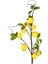 Yapay Limon Dalı Yapraklı Yeşil Sarı 90 cm 2