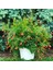 Punica Granatum Cüce Süs Narı Bonsai 1
