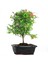 Punica Granatum Cüce Süs Narı Bonsai 2