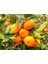 2 Yaş Aşılı Rize Satsuma Mandalina Fidanı 2