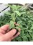 Salvia Fruticosa Anadolu Adaçayı Fidanı 10-20 cm 2