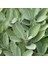 Salvia Fruticosa Anadolu Adaçayı Fidanı 10-20 cm 4