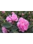 Yöresel Reçellik Kokulu Pembe Isparta Gülü Fidanı 15-25 cm 3
