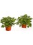 Pelargonium Itır Fidanı Saksılı 10-20 cm 2