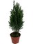 Süsleme Için Elwoodi Çamı Fidanı 40-60 cm 4